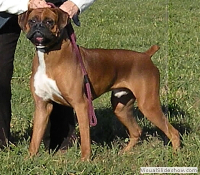 howie_lure_coursing1