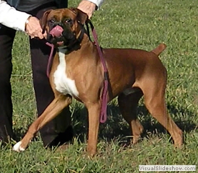 howie_lure_coursing2