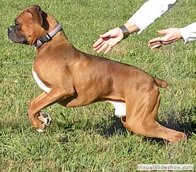 howie_lure_coursing3