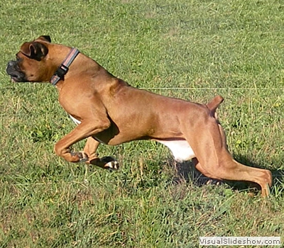 howie_lure_coursing4