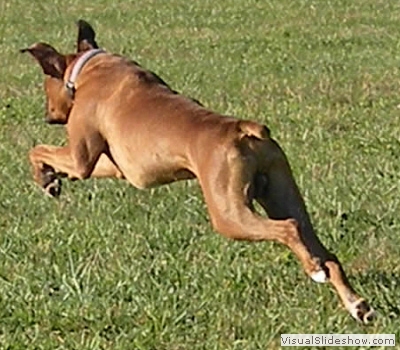 howie_lure_coursing5