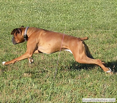 howie_lure_coursing6