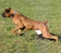 howie_lure_coursing4
