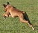 howie_lure_coursing5